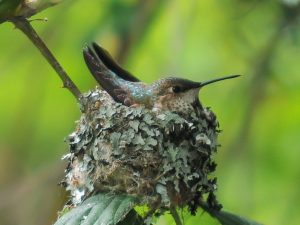 Nesting Female Rufous Hummingbird&rdquo; by Brendan Lally is licensed under CC BY 2.0 300x225 - Equinox: Here & Now
