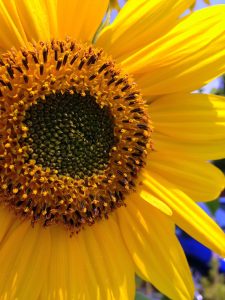 sunflower 1 scaled 225x300 - Summer Solstice 2023