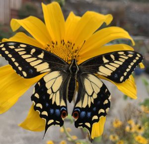 Butterflies! Anise Swallowtail Sunflower scaled 300x290 - Butterflies!