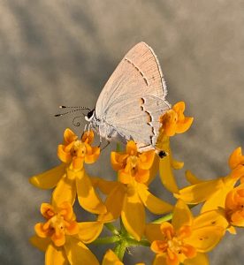 Butterflies! Gray Hairstreak scaled 276x300 - Butterflies!