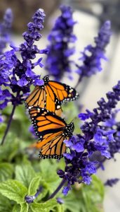 Butterflies! Monarchs two in blue salvia scaled 171x300 - Butterflies!