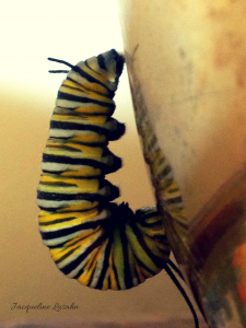 Monarch Caterpillar in classic  J  shape. 225x300 - Mysterious Blessing: the Butterfly on my Altar