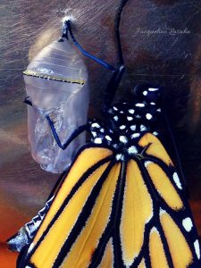 Monarch butterfly emerges. 1 225x300 - Mysterious Blessing: the Butterfly on my Altar