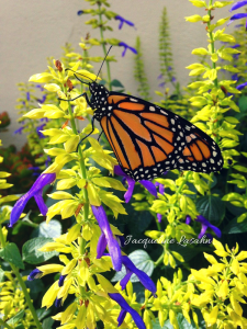 Monarch butterfly on salvia. 225x300 - Mysterious Blessing: the Butterfly on my Altar