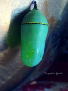 Monarch butterfly  fresh green gem of a chrysalis. 1 225x300 - Mysterious Blessing: the Butterfly on my Altar