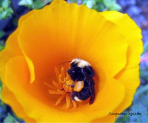 Bumblebee poppy.png 300x251 - Gemini New Moon: Pollination