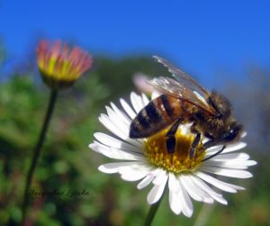 Honeybee Daisy.png 300x251 - Gemini New Moon: Pollination