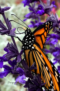 fabulous monarch 200x300 - Gemini New Moon: Pollination