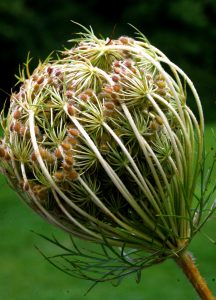 Queen Annes Lace Gone to Seed&rdquo; by liz west is licensed under CC BY 2.0 216x300 - Virgo New Moon: Sacred Earth