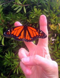 Peace Butterfly 232x300 - 20 Year Anniversary of AstroFlash!